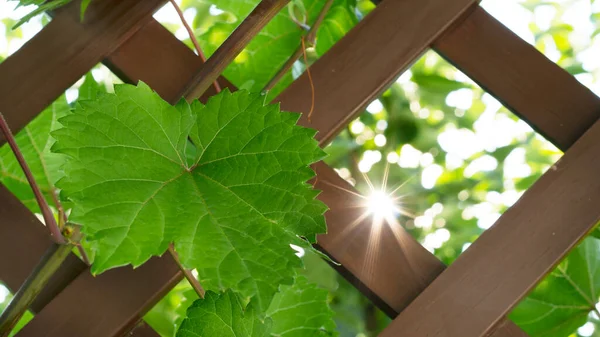 Maturazione delle vigne.Vitigno d'uva con foglie brillanti in estate. Concetto agricolo ed enologico. — Foto Stock
