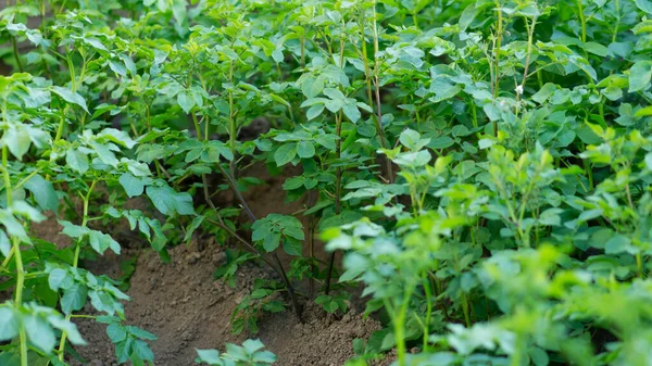 Brotos verdes jovens de batatas crescendo em fileiras no solo. — Fotografia de Stock