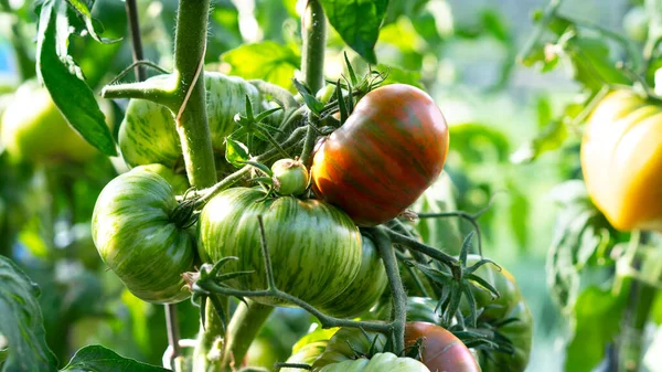 Crescer variedade de tomate listrado vermelho, amadurecimento de tomates. Conceito de agricultura. Foco seletivo. — Fotografia de Stock