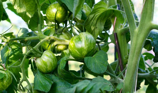 Crescimento variedade de tomate listrado verde, amadurecimento de tomates. Conceito de agricultura. Foco seletivo. — Fotografia de Stock