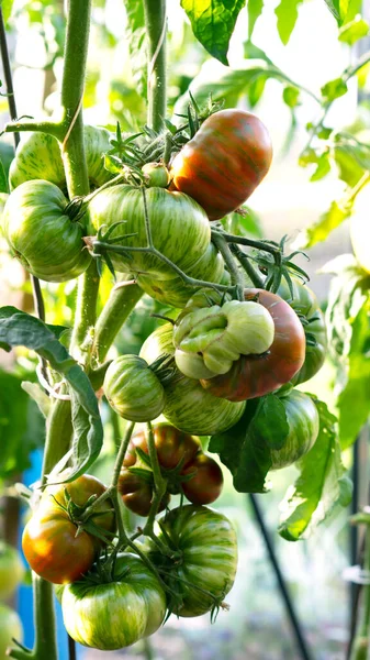 Cultivo de variedade de tomate listrado, amadurecimento de tomates. Conceito de agricultura. Foco seletivo. — Fotografia de Stock