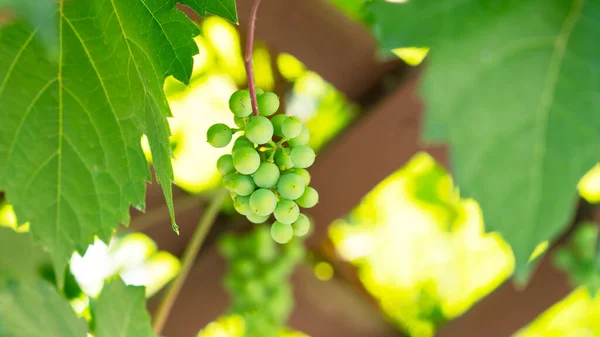 Maduración de uvas. Cosecha de uvas en viñedo. Uvas verdes con hojas brillantes en verano. Concepto agrícola y vinícola. —  Fotos de Stock
