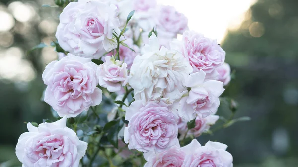 Piękne różowe róże w ogrodzie na rozmytym tle. Skupienie selektywne. — Zdjęcie stockowe