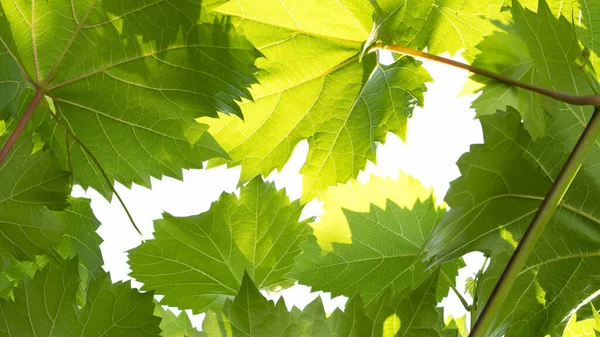 Foglie d'uva su sfondo blu cielo. Vitigno d'uva con foglie lucenti in estate. — Foto Stock