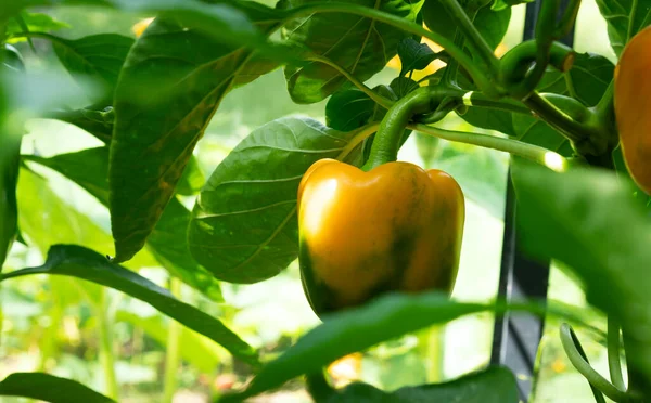 Orange bell peppers or sweet peppers growing on bush in greenhouse. Selective focus. — Stock Photo, Image