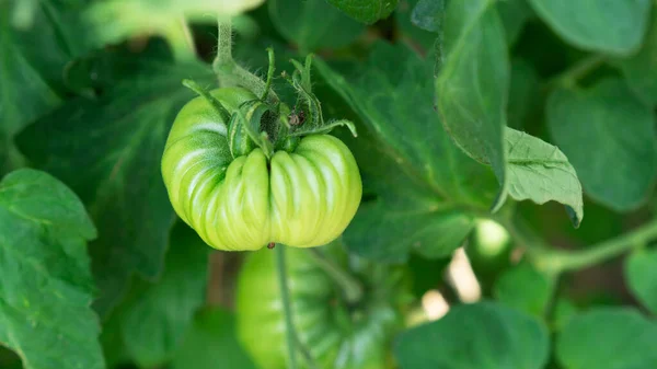 Cultivo de tomate, amadurecimento de tomates. Conceito de agricultura. Foco seletivo. — Fotografia de Stock