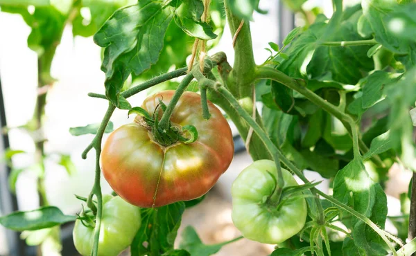 Crescimento variedade de tomate vermelho, amadurecimento de tomates. Conceito de agricultura. Foco seletivo. — Fotografia de Stock