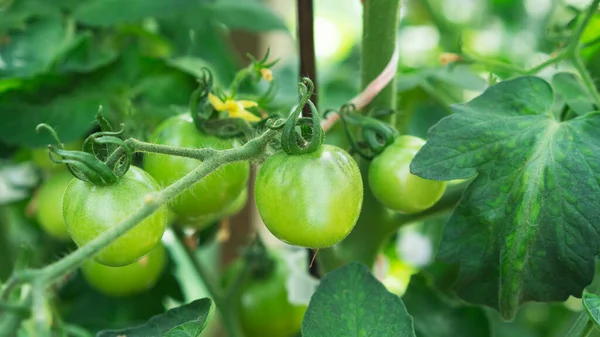 Tomaten telen, tomaten rijpen. Landbouwconcept. Selectieve focus. — Stockfoto