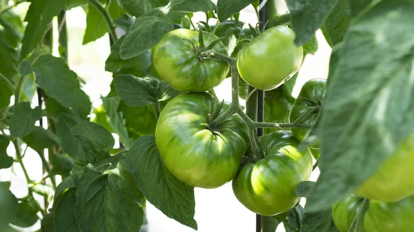 Groeiende groene tomatenvariëteit, rijping van tomaten. Landbouwconcept. Selectieve focus. — Stockfoto