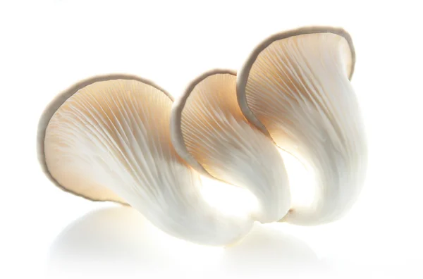 Mushrooms — Stock Photo, Image