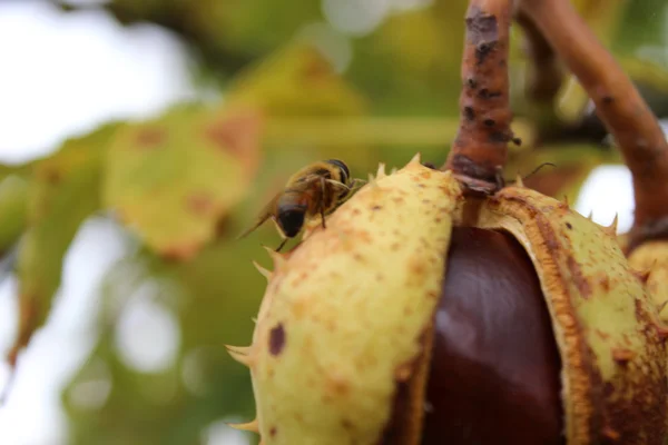 Fruta de castanha — Fotografia de Stock