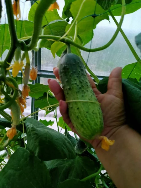 Seedlings Cucumbers Greenhouse — Stock Photo, Image