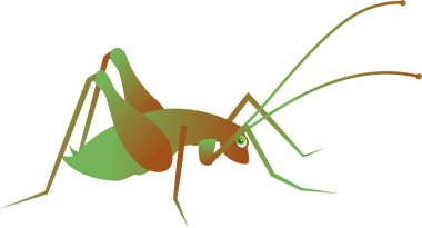 Illustration of a green cricket clipart