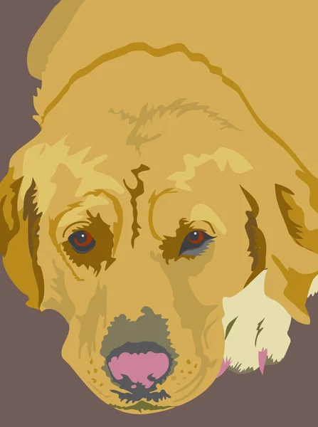 Golden labrador köpek — Stok Vektör