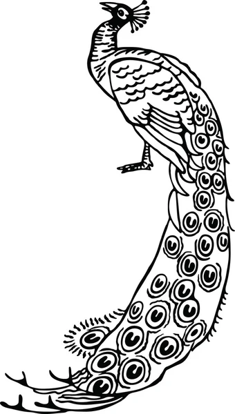Peacock or peafowl feathered bird — Stock Vector