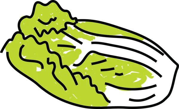 Chinese cabbage on white background. — Stock Illustration Chinese cabbage on white background. Royalty Free Stock Illustrations