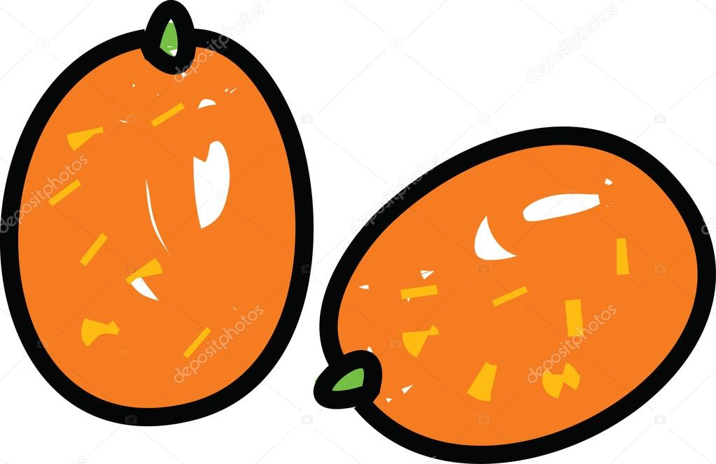 Hand drawing illustration of kumquat