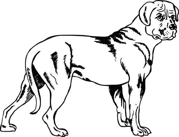 Zeichnung eines Hundes — Stockvektor