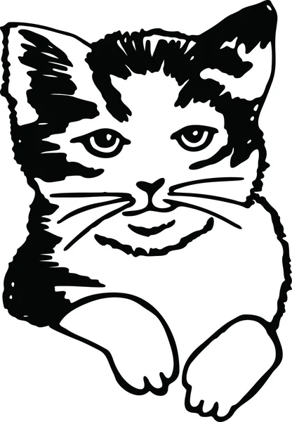 Drawing of a cute pet cat — Stock Vector