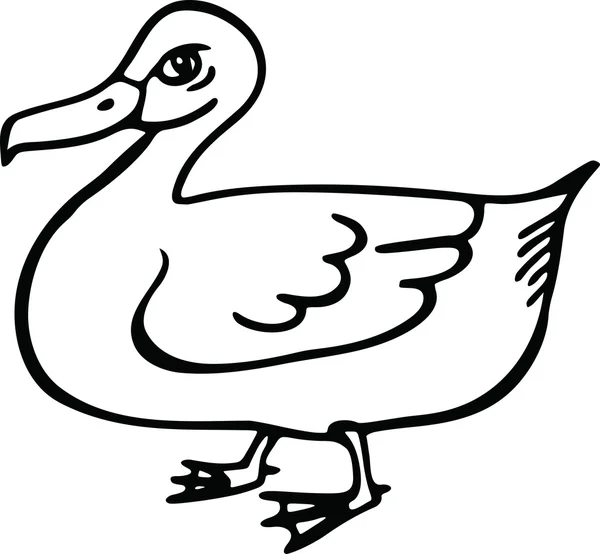 Line drawing of duck — Stock Vector