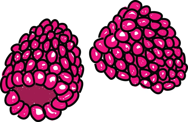 Raspberries illustration — Stock Vector