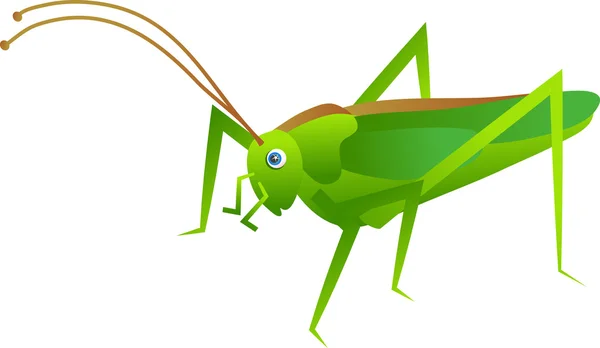 Illustration av en grön cricket — Stock vektor