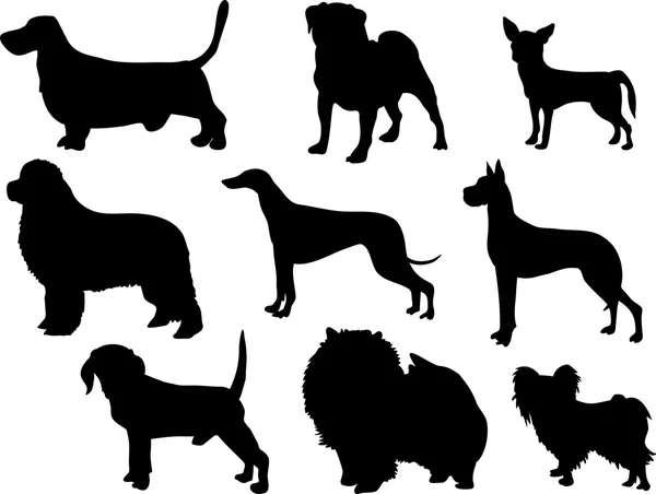 Silhouette pedigree dogs — Stock Vector