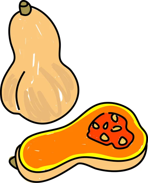 Butternut squash illustratie — Stockvector