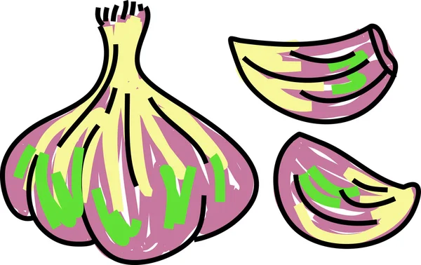 Aglio e bulbo di aglio — Vettoriale Stock