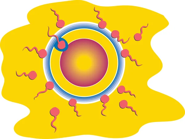 Illustration de la fécondation — Image vectorielle