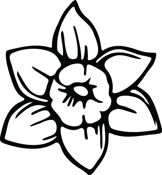 Drawing of a daffodil flower. Royalty Free Stock Vectors
