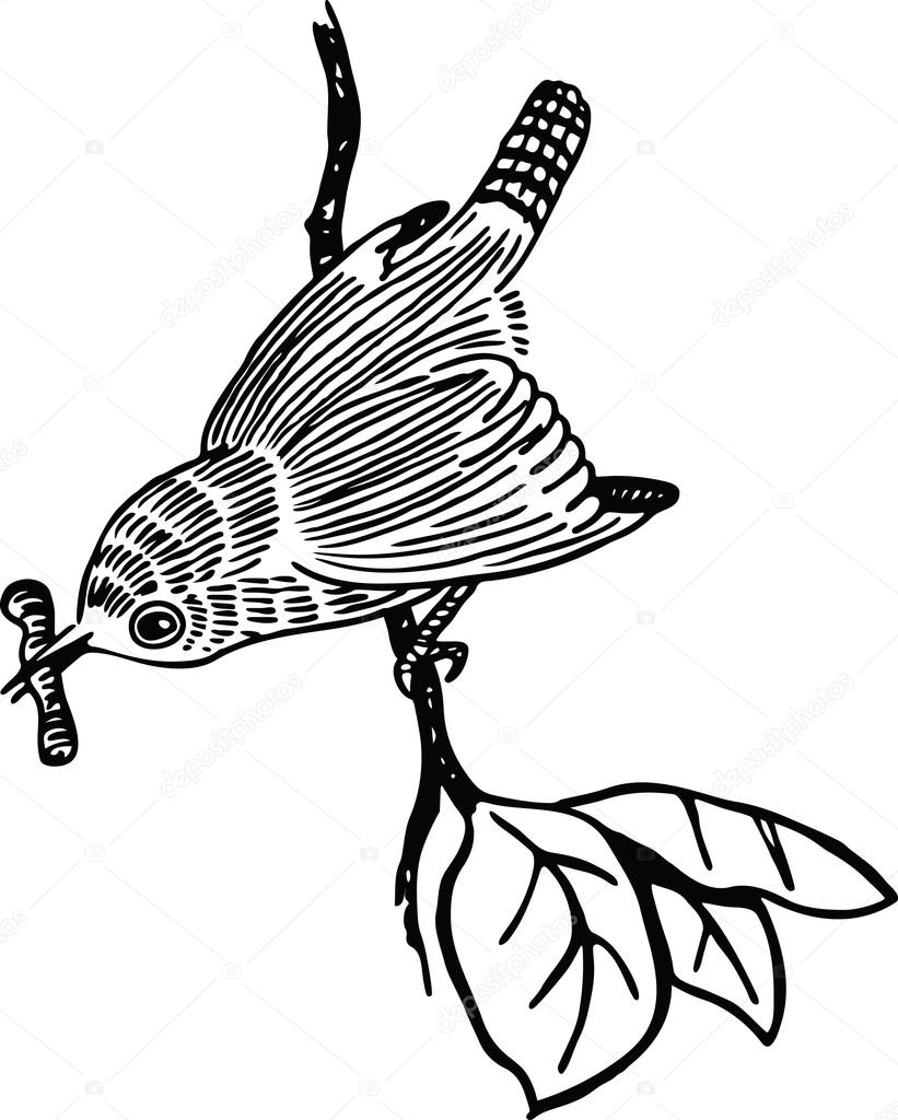 Petit Oiseau Avec Un Ver Image Vectorielle Prawny 64290509