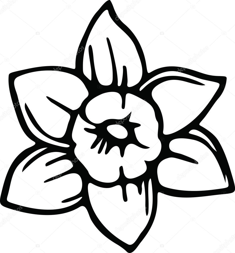 Drawing of a daffodil flower.