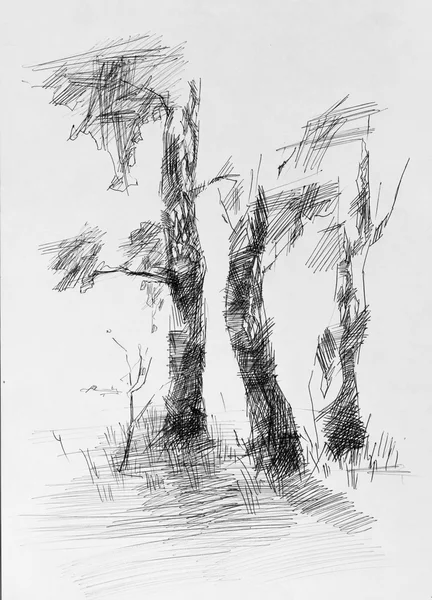 Albero, disegno a matita — Foto Stock