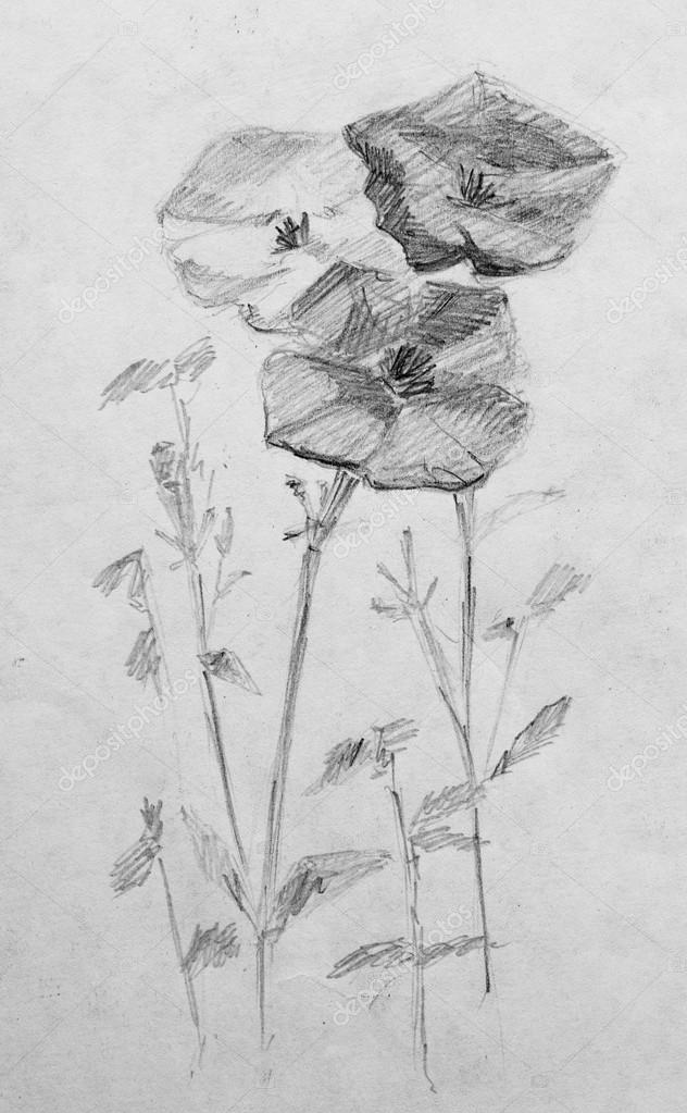 Kwiaty Szkic Ołówkiem Zdjęcie Stockowe Kolodochka 71183517
