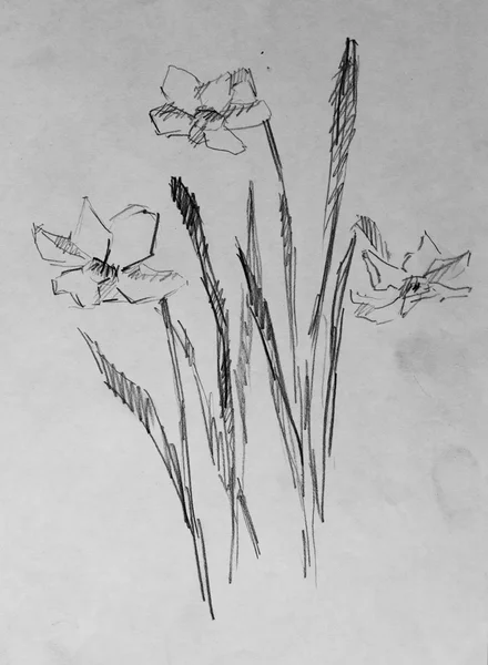 Květiny, náčrt tužkou — Stock fotografie