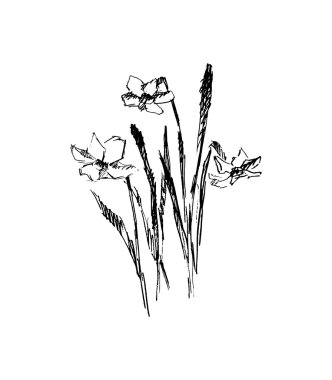 Çiçekler, vektör çizim