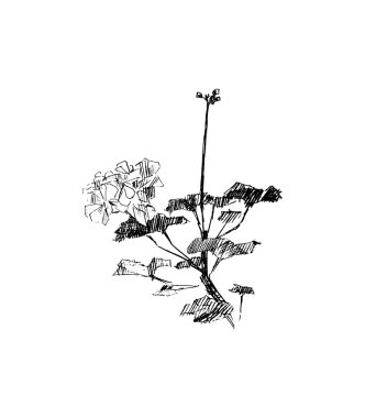 Çiçekler, vektör çizim