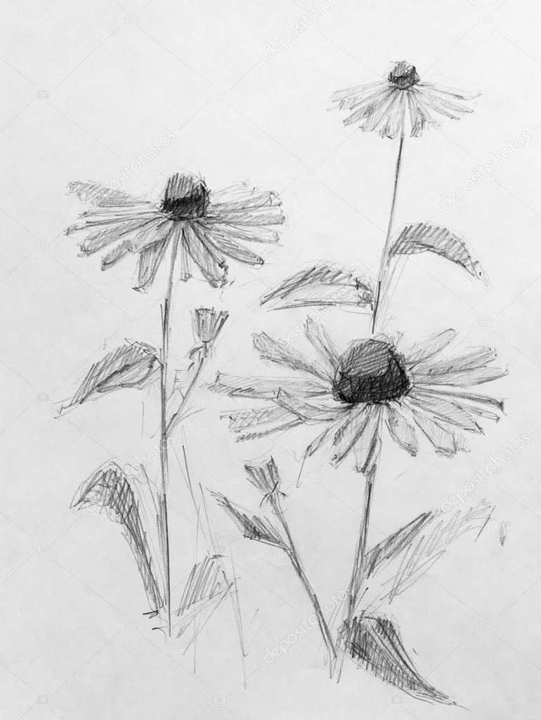 Drawings Flower Pencil Sketch Flowers Pencil Sketch