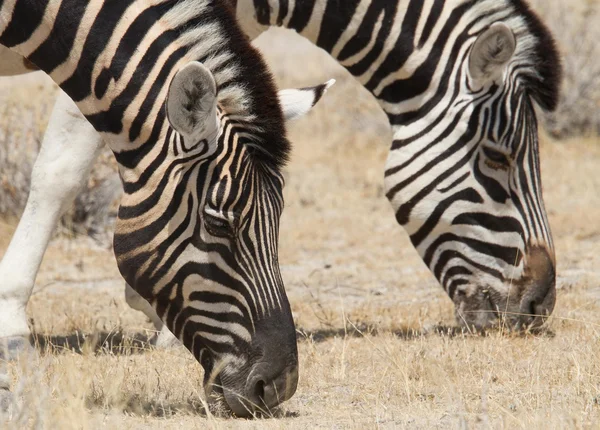Portrait of a pair of grazing zebra — Stock Photo, Image