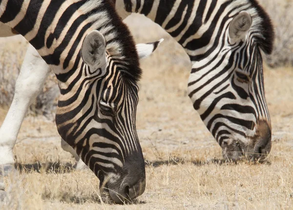 Porträt eines grasenden Zebrapaares — Stockfoto