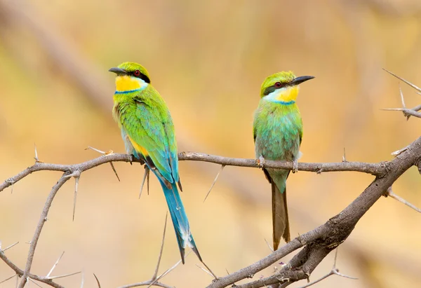 Swallow-tailed bee-eaters tünemiş bir çifti