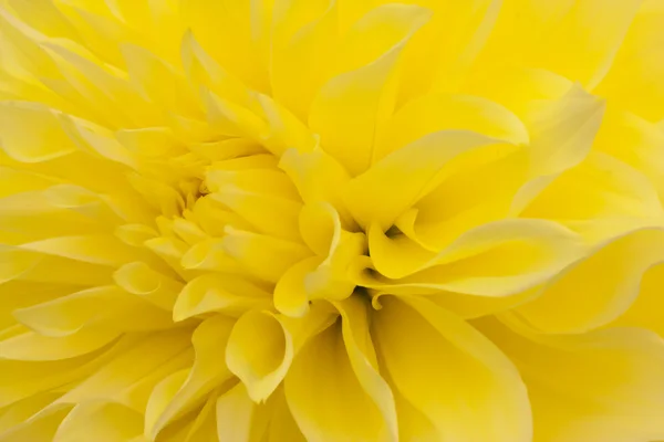 Canlı bir sarı yıldız çiçeği closeup