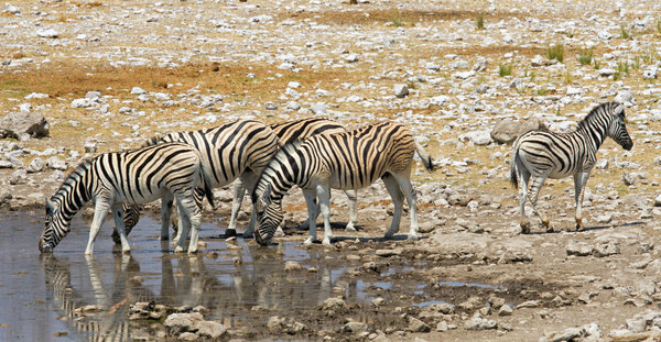 A herd of zebra drink from a waterhole, while a single young zebra keeps watch for predators, Etosha, Namibia