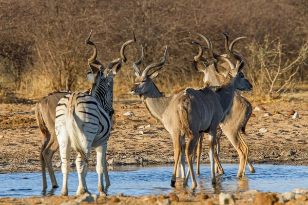 Větší kudu a zebra — Stock fotografie