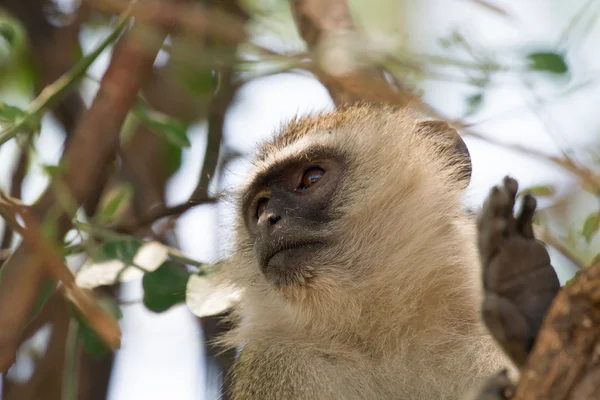 Vevet ลิงใกล้ชิด — ภาพถ่ายสต็อก