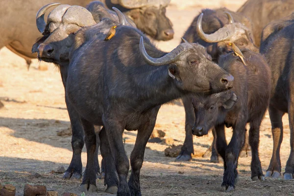 Buffalo med oxhackare fåglar — Stockfoto