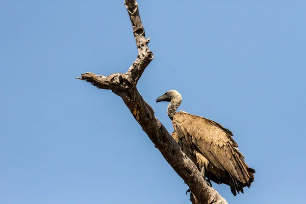 Tünemiş griffon akbaba