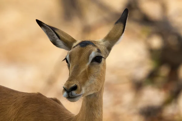 Female impala closeup — Stock Photo, Image