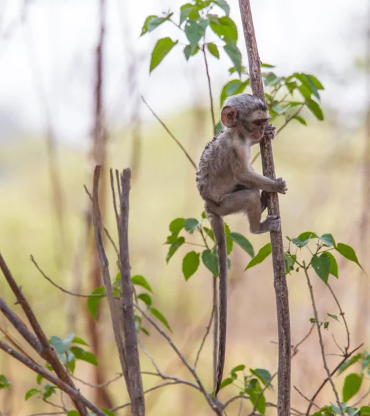 Baby vervet monkey — Stock Photo, Image